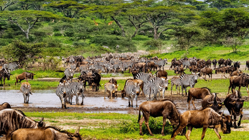 Great Migration