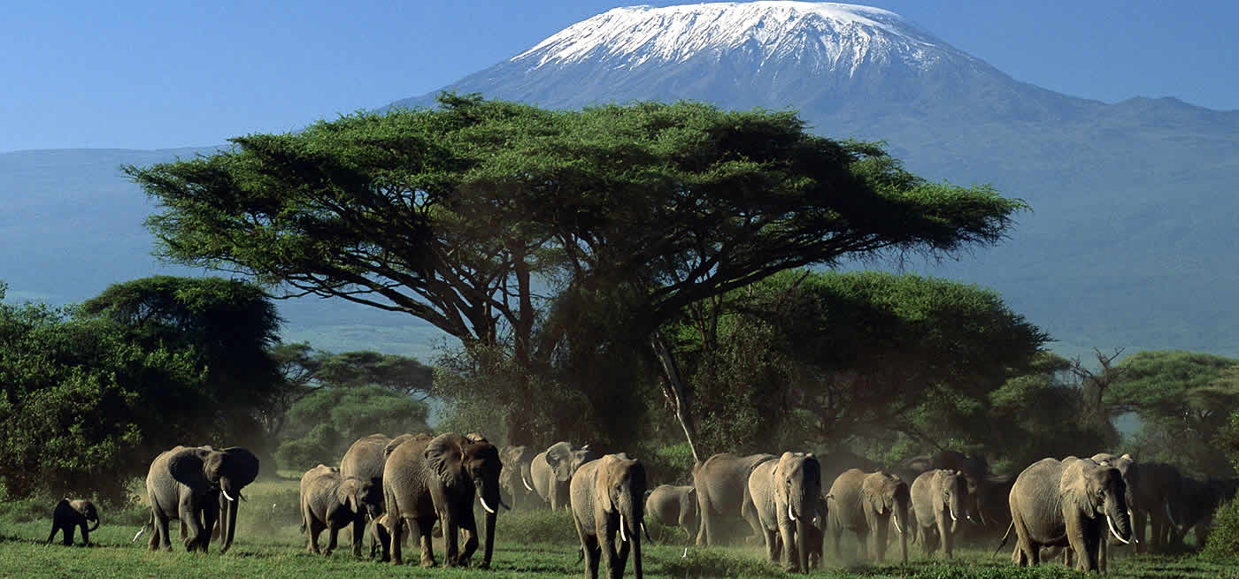 Kenya Private Safaris, Group Tours & the Great Migration Experience